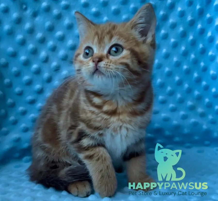 Wailani British Shorthair female chocolate tabby - live animals