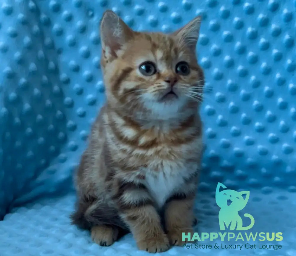 Wailani British Shorthair female chocolate tabby - live animals