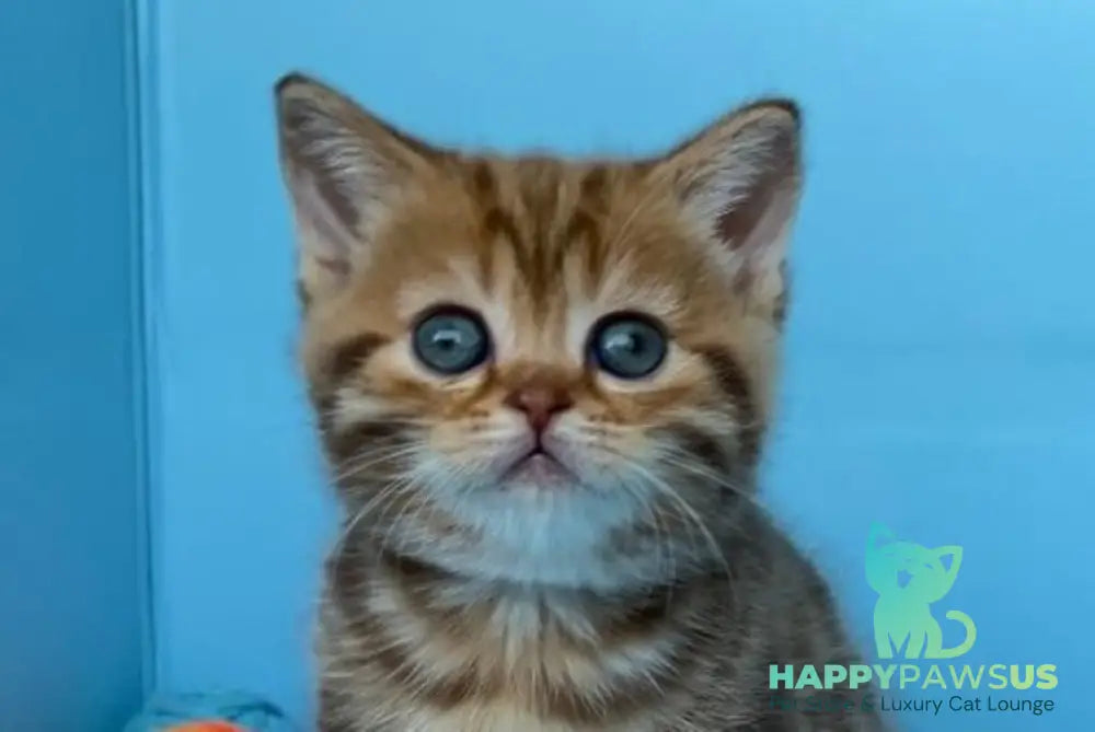 Wailani British Shorthair female chocolate tabby - live animals