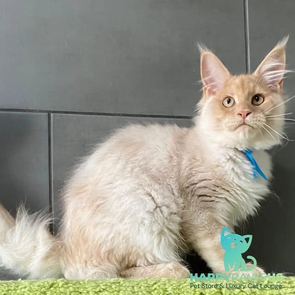 Wakayama Maine Coon male cream silver - live animals
