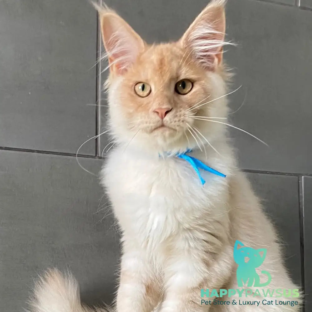 Wakayama Maine Coon male cream silver - live animals