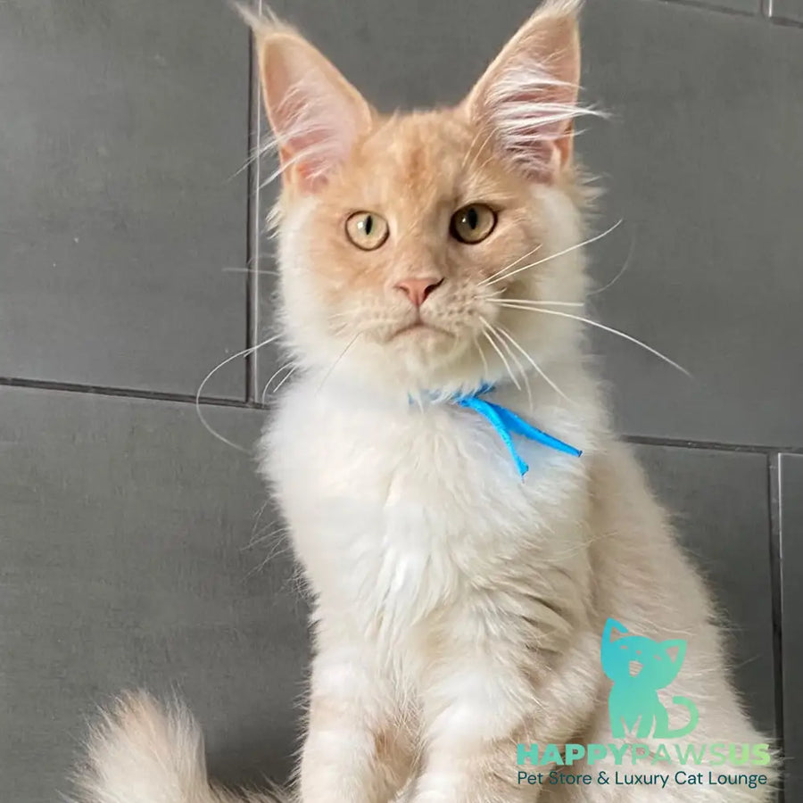Wakayama Maine Coon male cream silver - live animals