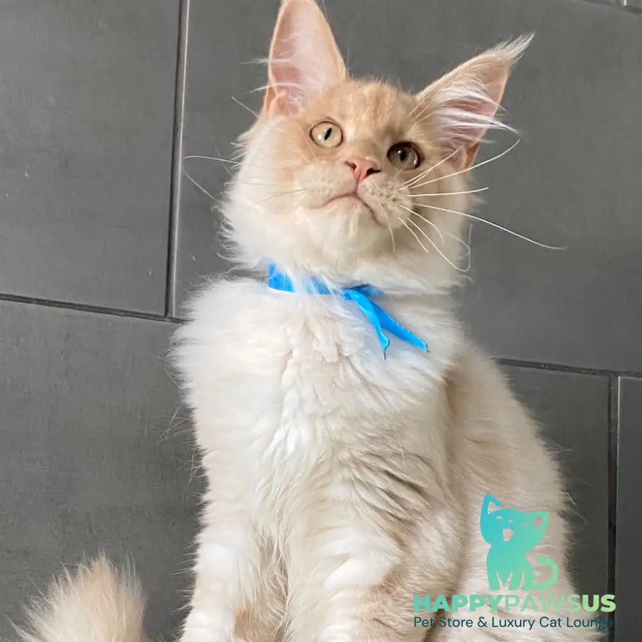 Wakayama Maine Coon male cream silver - live animals