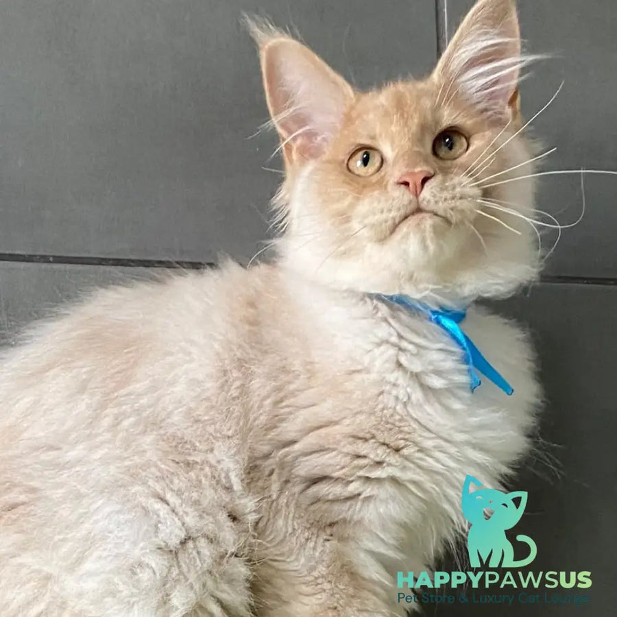 Wakayama Maine Coon male cream silver - live animals