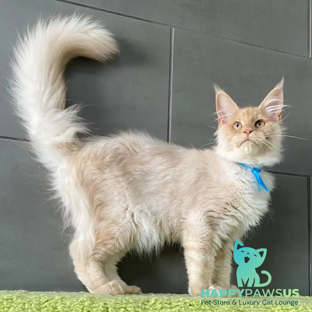 Wakayama Maine Coon male cream silver - live animals