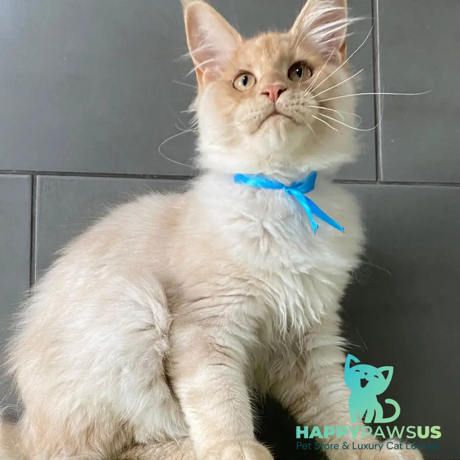 Wakayama Maine Coon male cream silver - live animals
