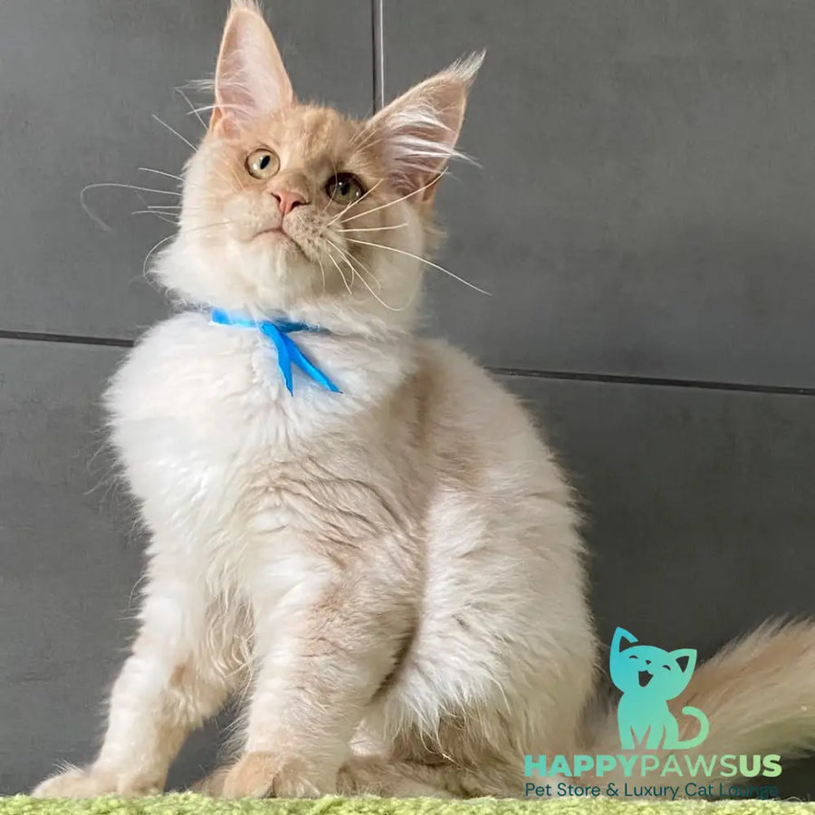 Wakayama Maine Coon male cream silver - live animals