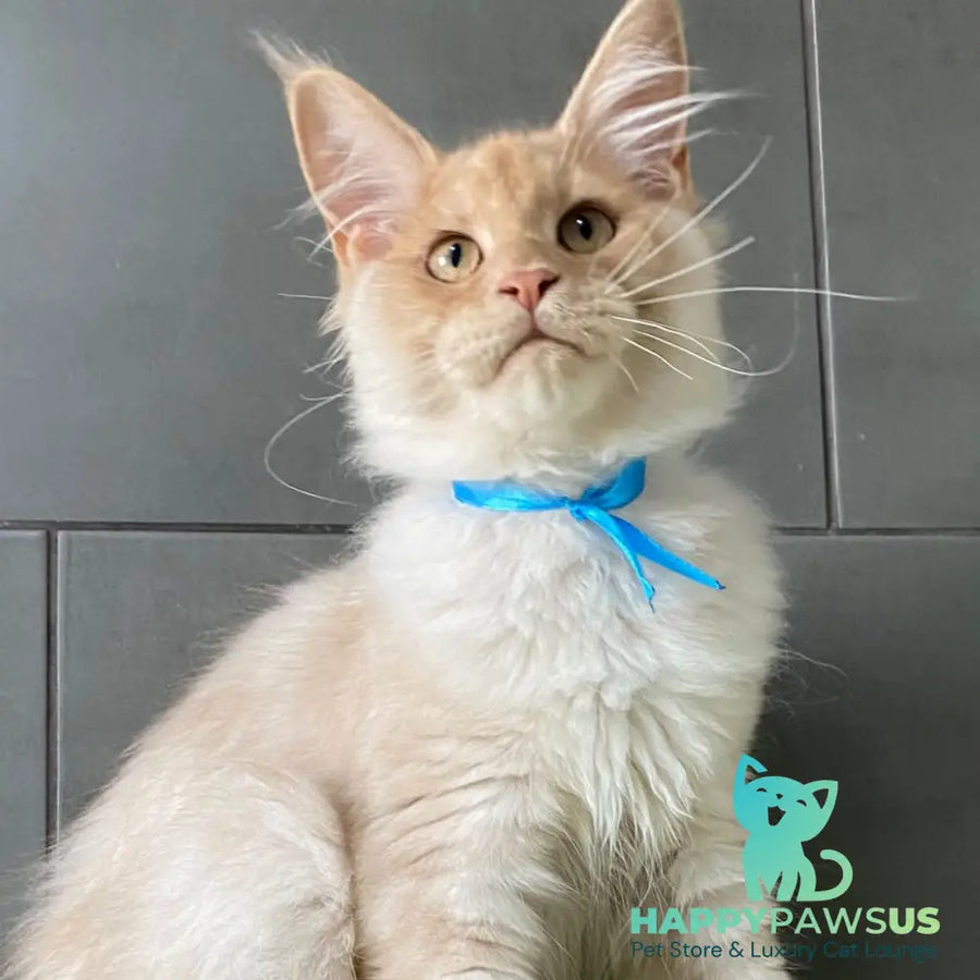Wakayama Maine Coon male cream silver - live animals