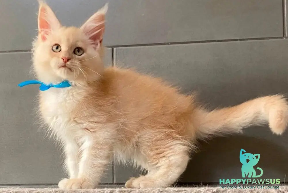 Wakayama Maine Coon male cream silver tabby - live animals