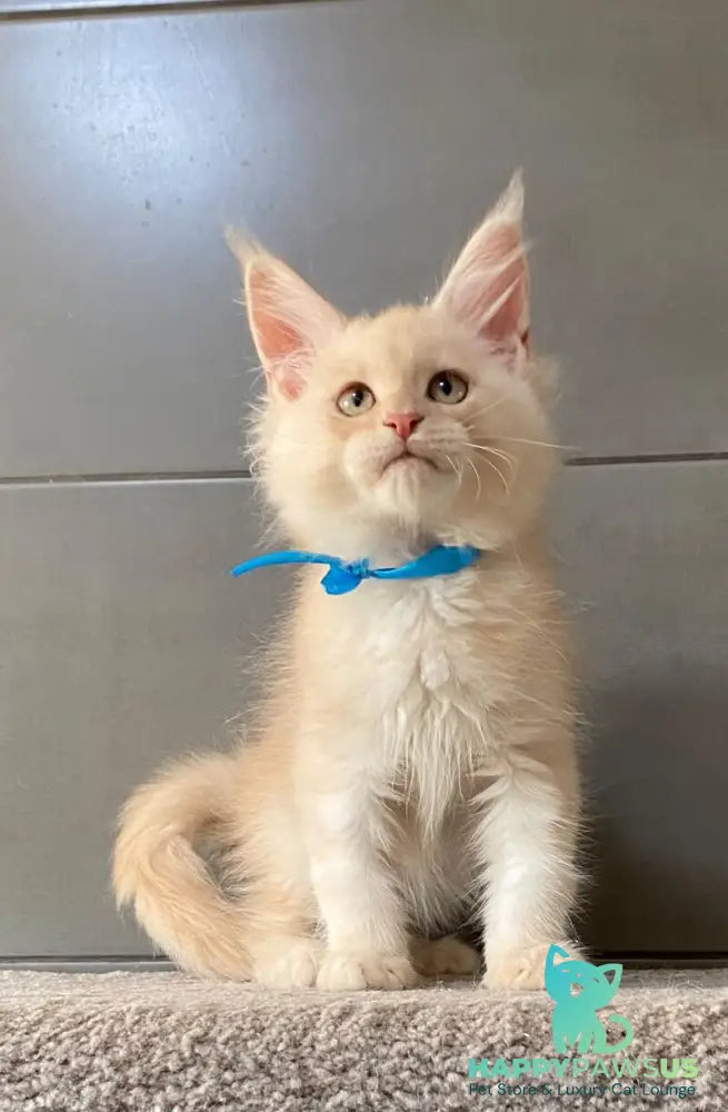 Wakayama Maine Coon male cream silver tabby - live animals