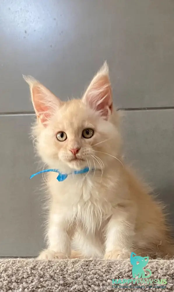 Wakayama Maine Coon male cream silver tabby - live animals