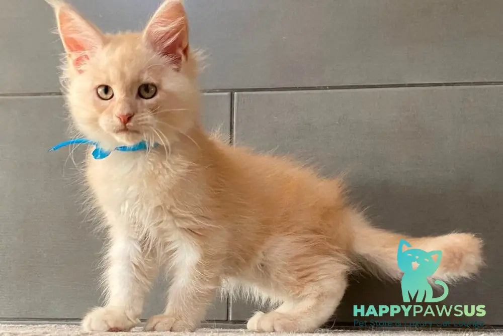 Wakayama Maine Coon male cream silver tabby - live animals