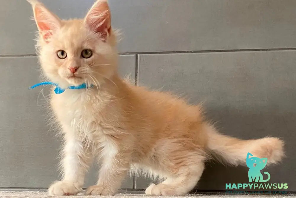 Wakayama Maine Coon male cream silver tabby - live animals