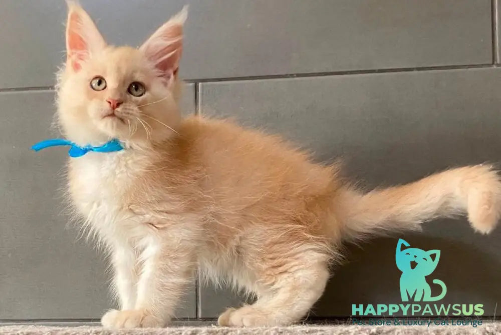 Wakayama Maine Coon male cream silver tabby - live animals