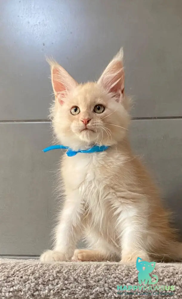 Wakayama Maine Coon male cream silver tabby - live animals