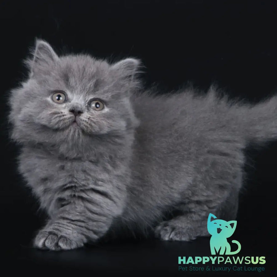 Waldoon Munchkin male blue - live animals