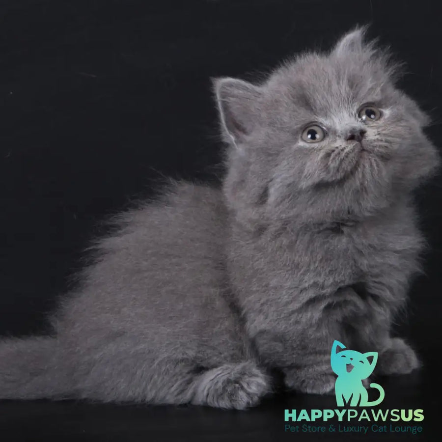 Waldoon Munchkin male blue - live animals