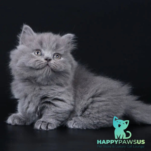 Waldoon Munchkin male blue - live animals