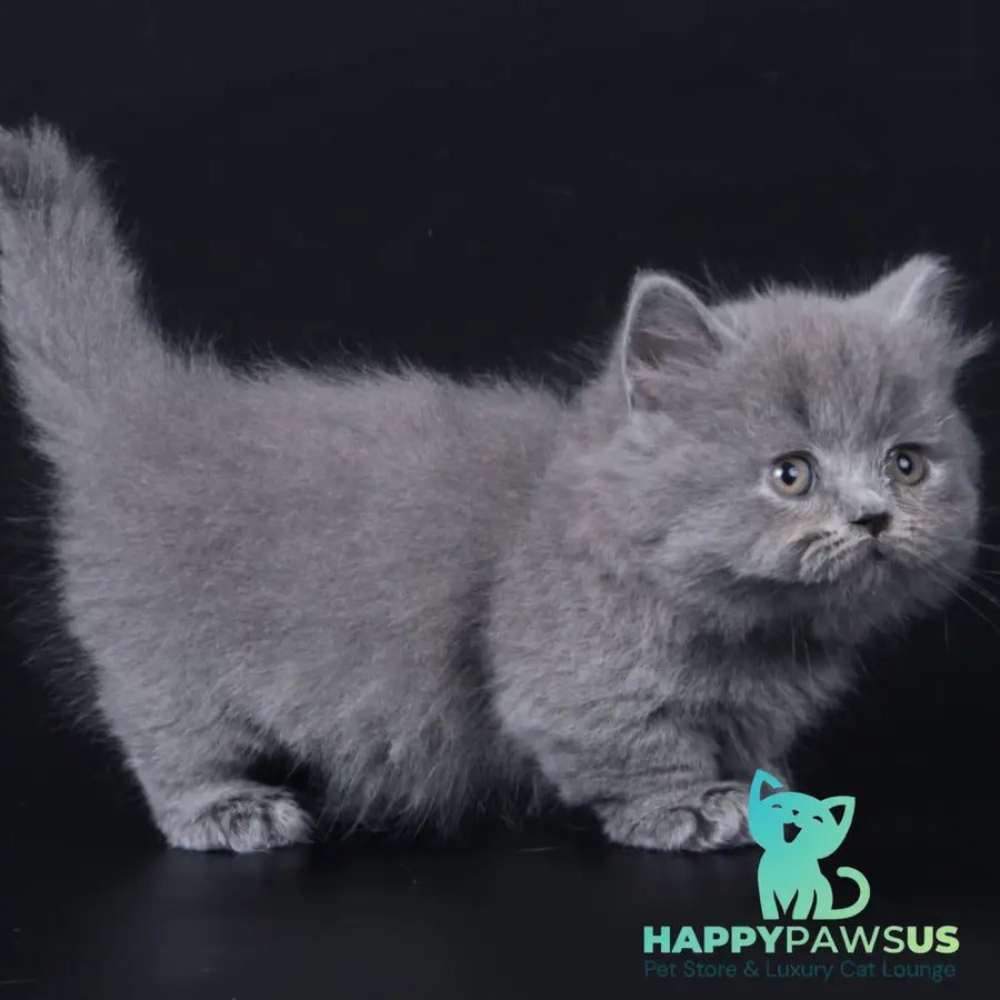 Waldoon Munchkin male blue - live animals