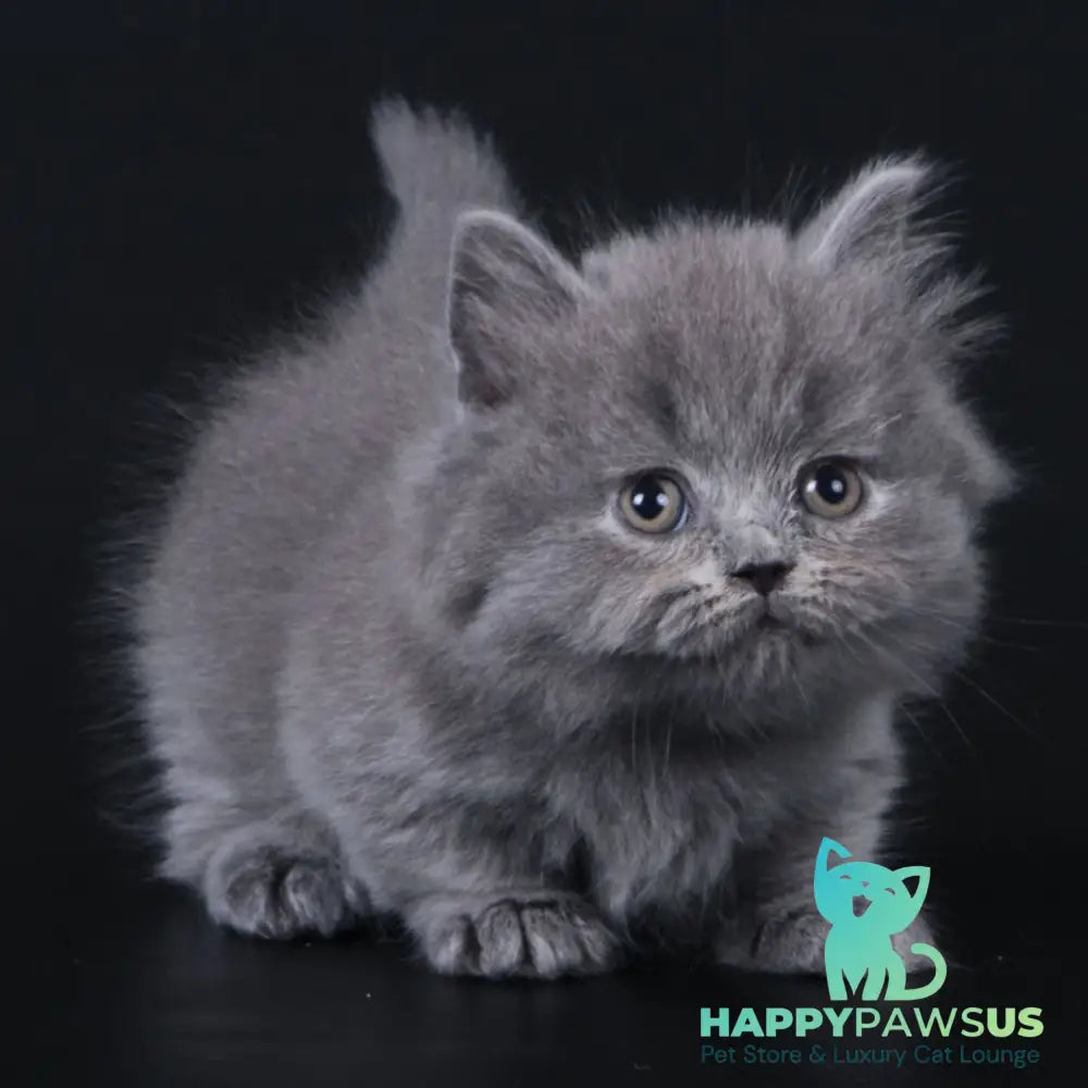 Waldoon Munchkin male blue - live animals