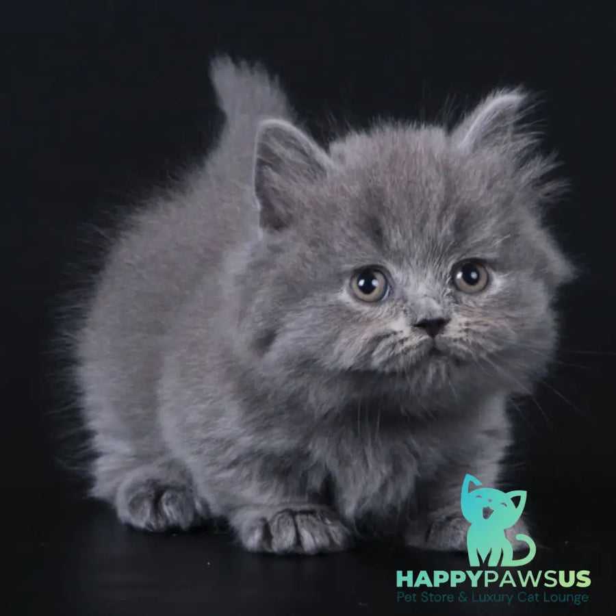 Waldoon Munchkin male blue - live animals