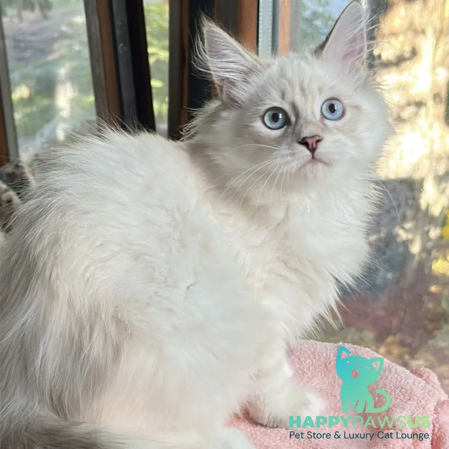 Walentine Siberian male blue tabby pointed with white - live animals