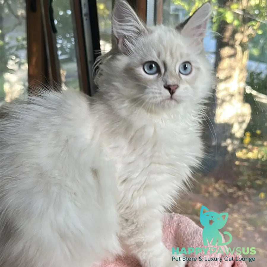 Walentine Siberian male blue tabby pointed with white - live animals