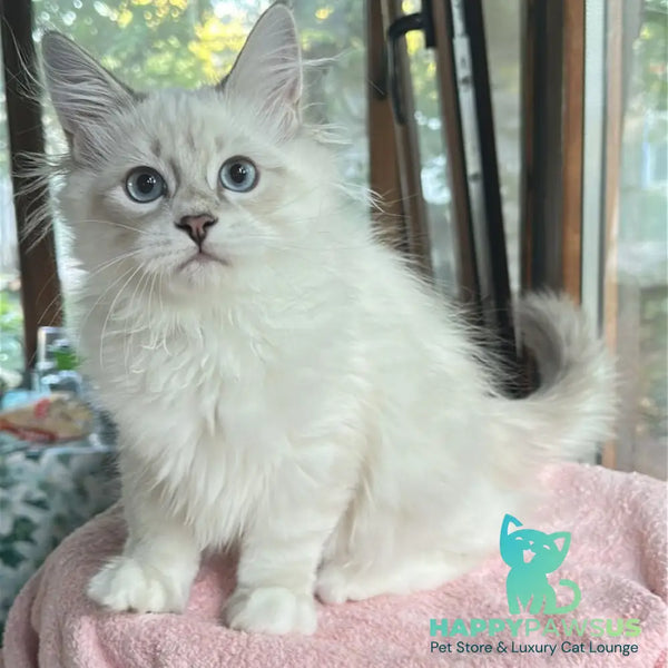 Walentine Siberian male blue tabby pointed with white - live animals