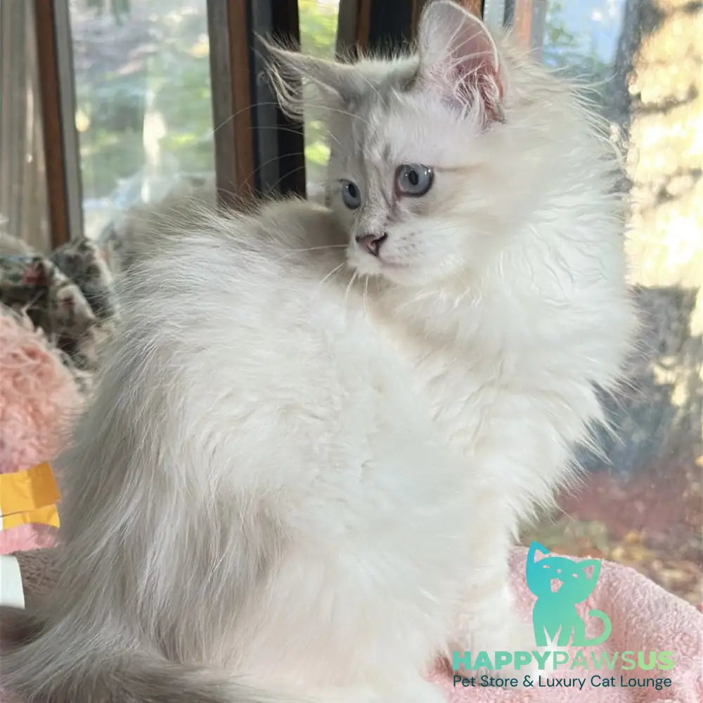Walentine Siberian male blue tabby pointed with white - live animals