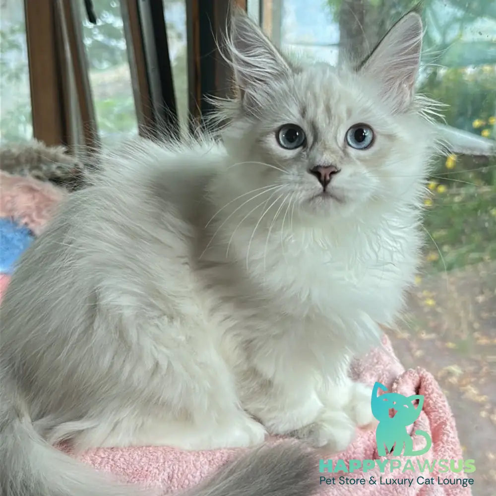 Walentine Siberian male blue tabby pointed with white - live animals