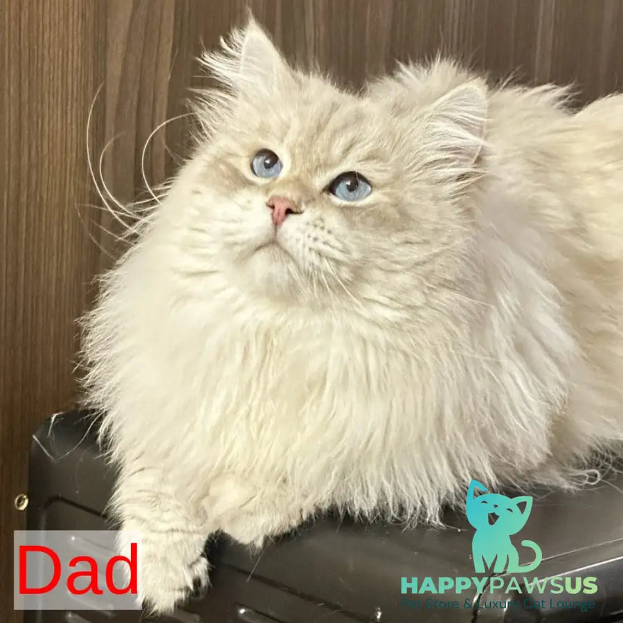 Walentine Siberian male blue tabby pointed with white - live animals