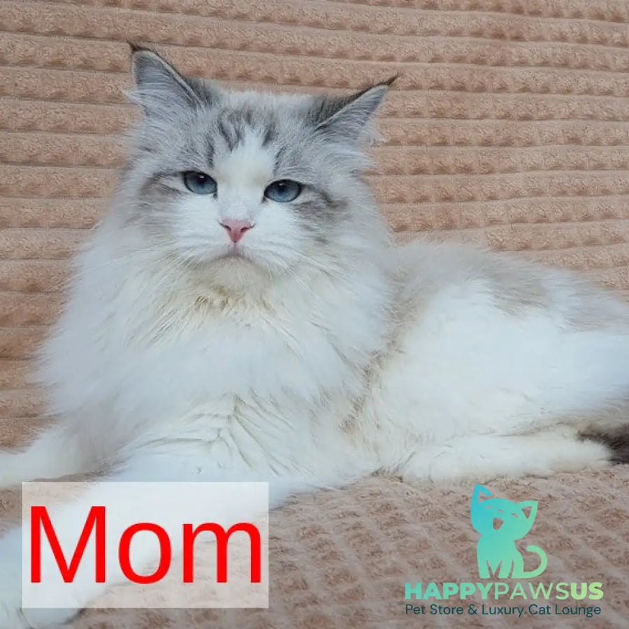 Walentine Siberian male blue tabby pointed with white - live animals