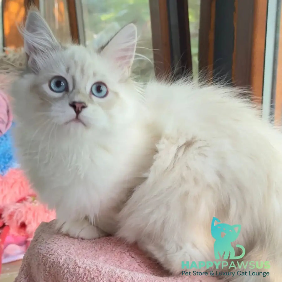 Walentine Siberian male blue tabby pointed with white - live animals