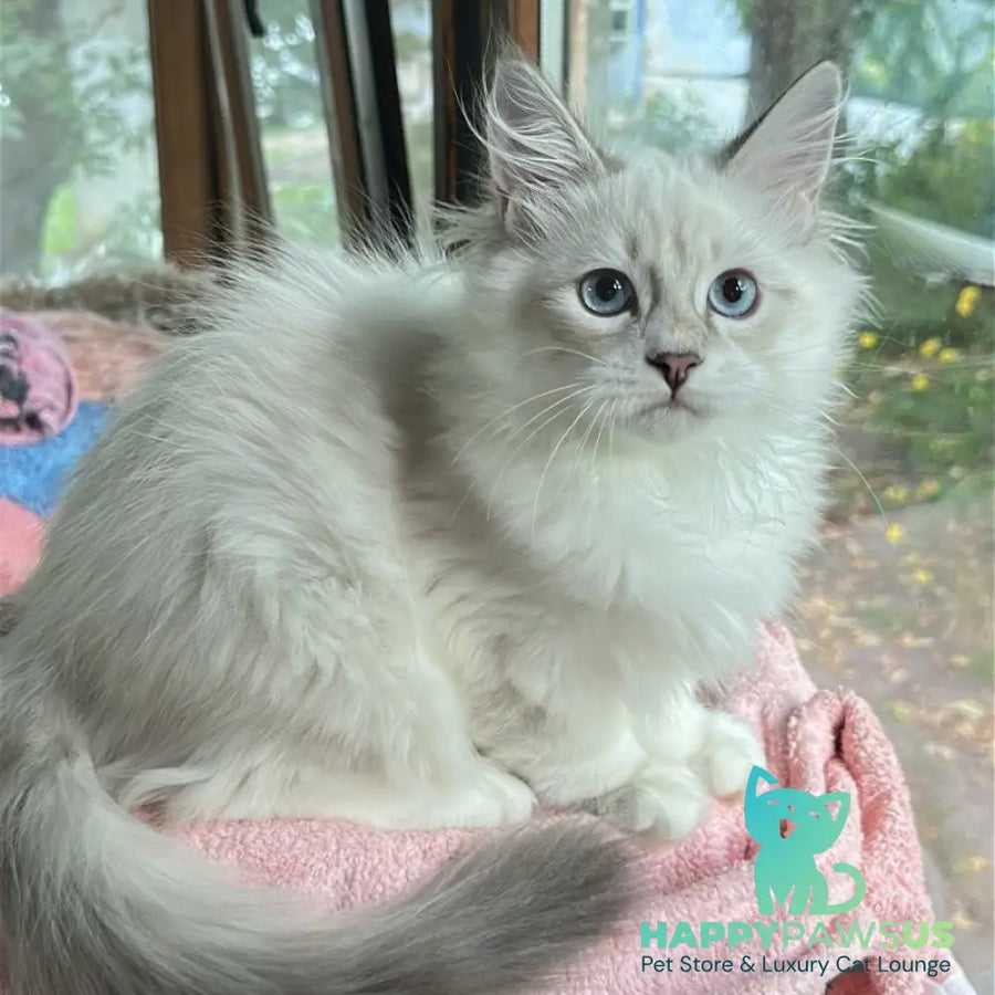 Walentine Siberian male blue tabby pointed with white - live animals
