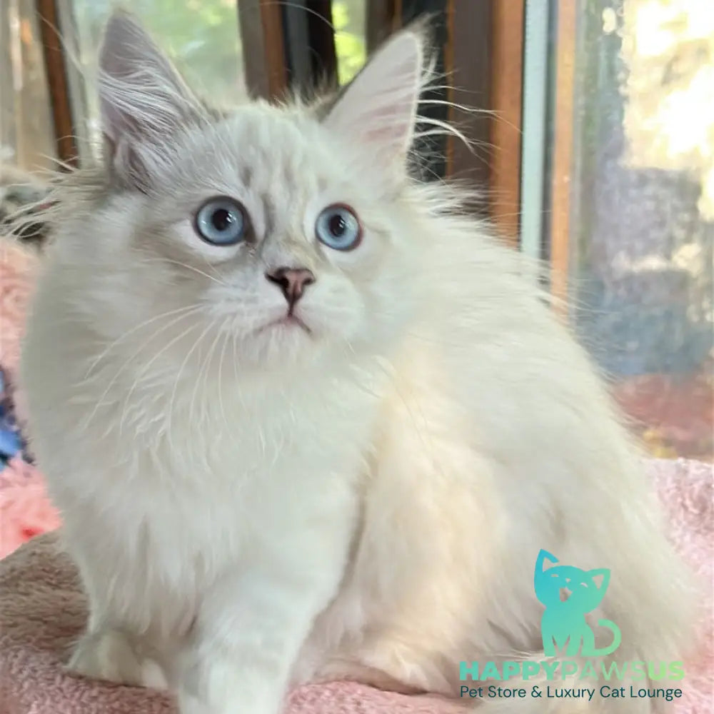Walentine Siberian male blue tabby pointed with white - live animals