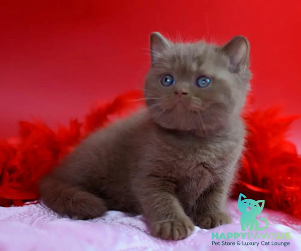 Walker British Shorthair male сinnamon - live animals
