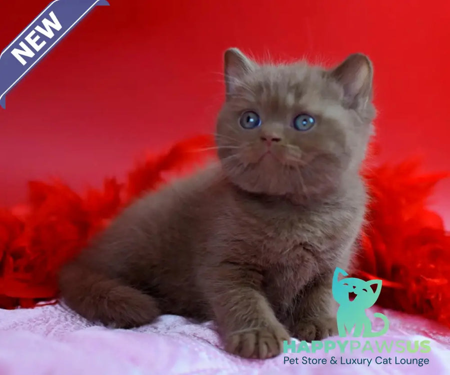 Walker British Shorthair male сinnamon - live animals
