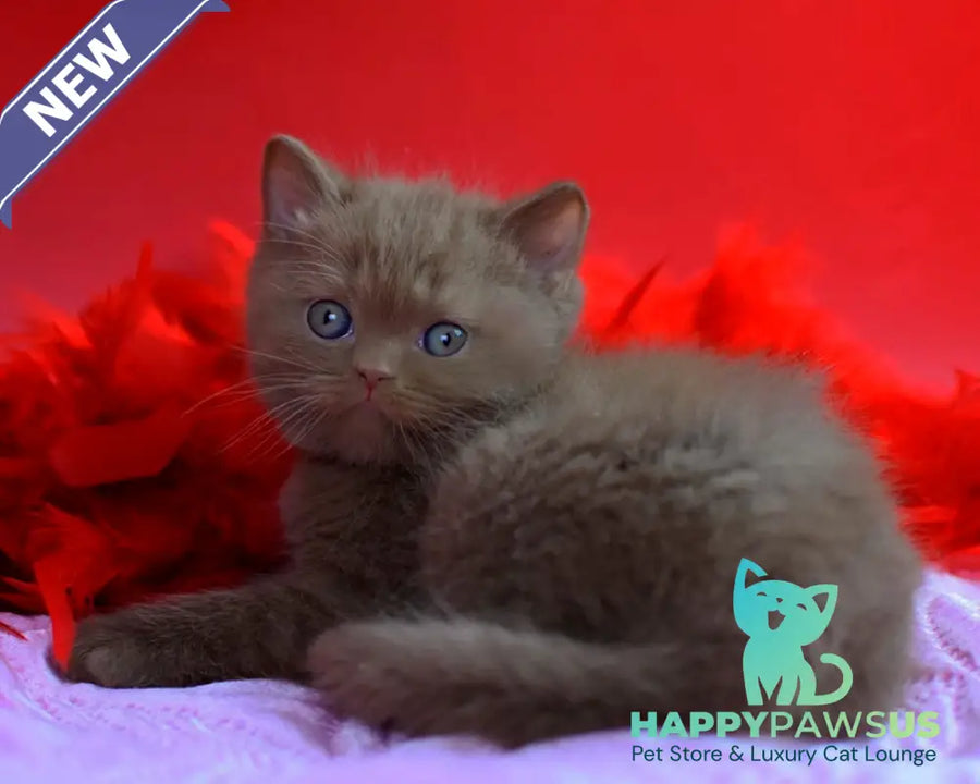 Walker British Shorthair male сinnamon - live animals