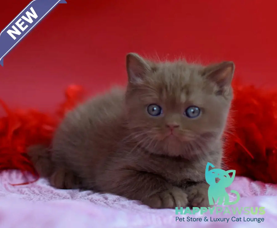 Walker British Shorthair male сinnamon - live animals