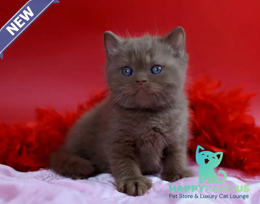 Walker British Shorthair male сinnamon - live animals