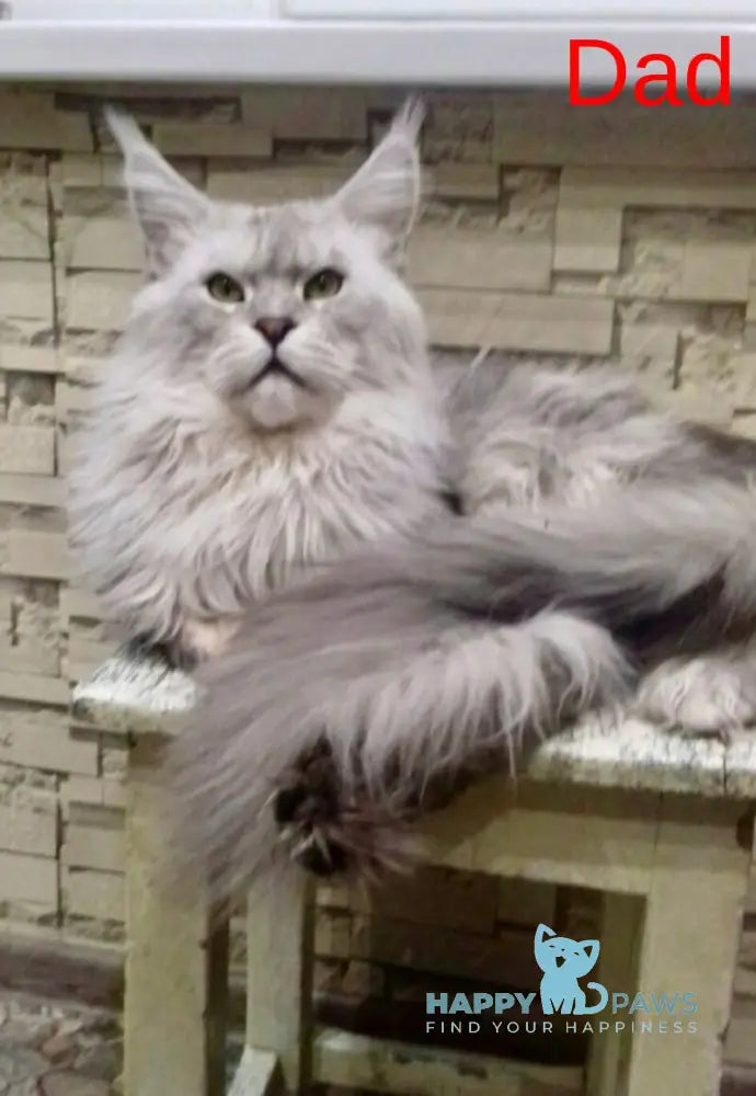 Walkiria Maine Coon female black silver live animals