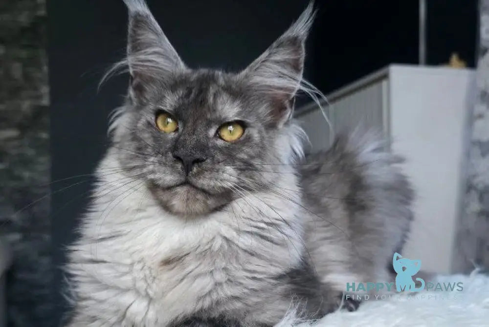 Walkiria Maine Coon female black silver live animals