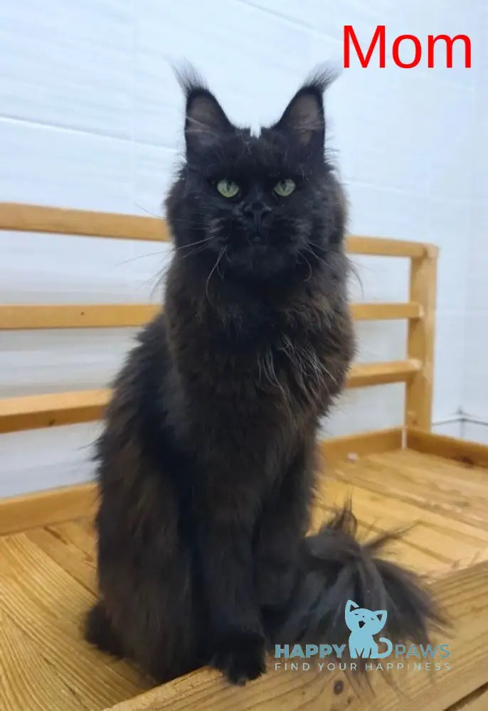 Walkiria Maine Coon female black silver live animals
