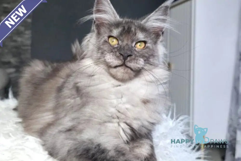 Walkiria Maine Coon female black silver live animals