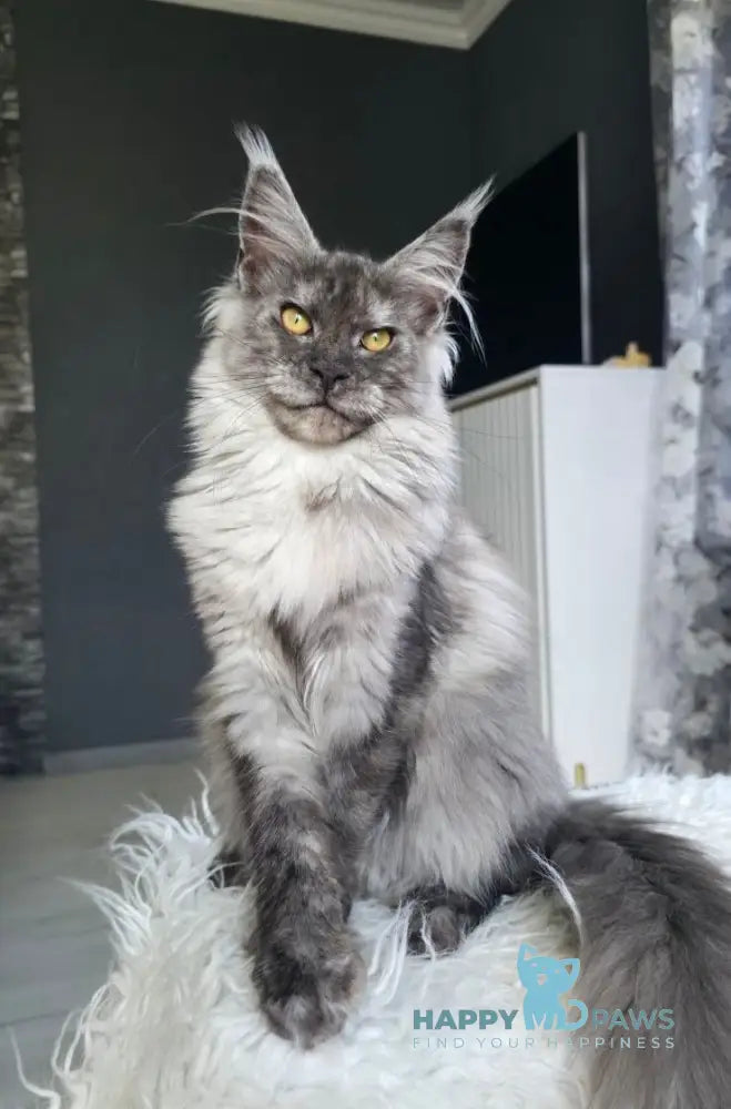 Walkiria Maine Coon female black silver live animals
