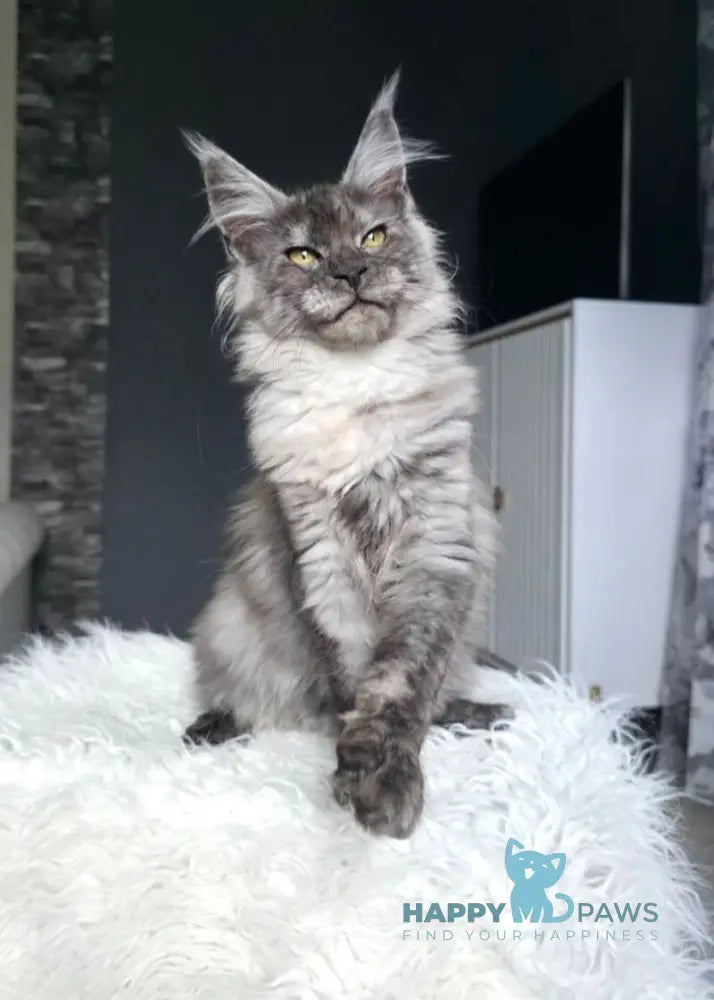 Walkiria Maine Coon female black silver live animals