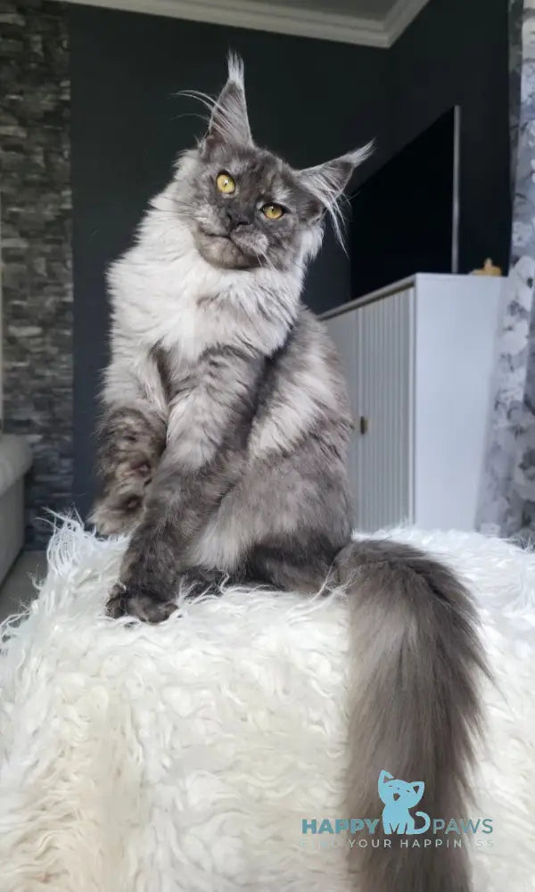 Walkiria Maine Coon female black silver live animals