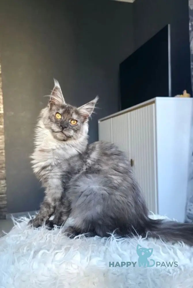 Walkiria Maine Coon female black silver live animals