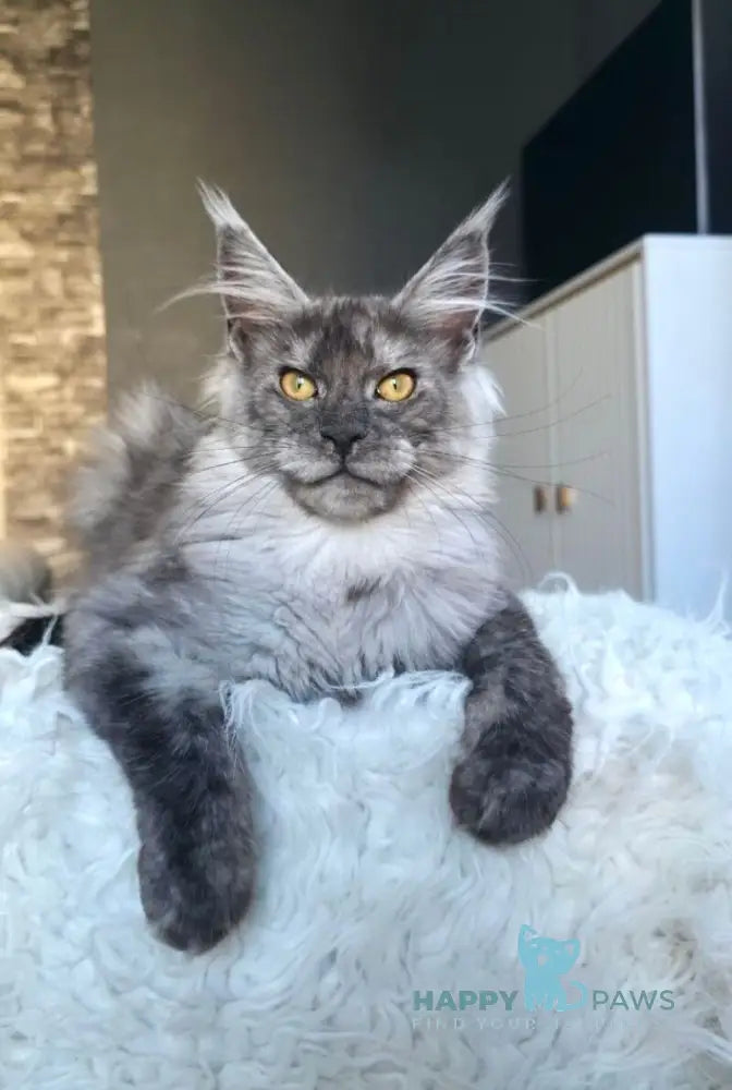 Walkiria Maine Coon female black silver live animals