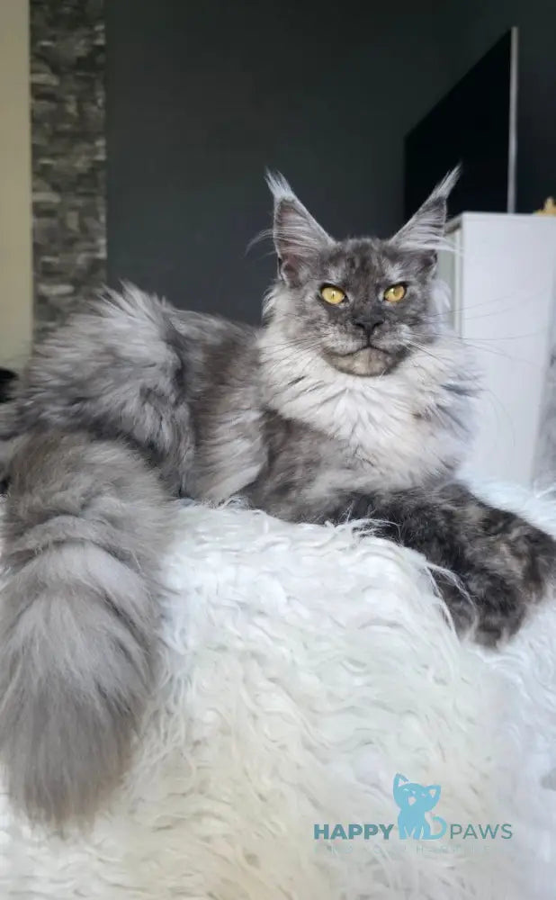 Walkiria Maine Coon female black silver live animals